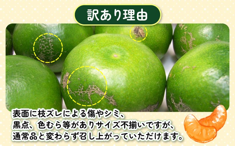 訳あり 極早生みかん 7kg 先行予約 杉本屋 温州みかん 訳アリ 訳あり品 わけあり 温州 極早生 青切みかん 早みかん 緑みかん 愛媛みかん 愛媛ミカン 愛媛蜜柑 愛媛県産みかん さっぱり 酸味 果物 くだもの フルーツ 柑橘 蜜柑 温州 産地直送 数量限定 国産 愛媛 宇和島 B010-143022