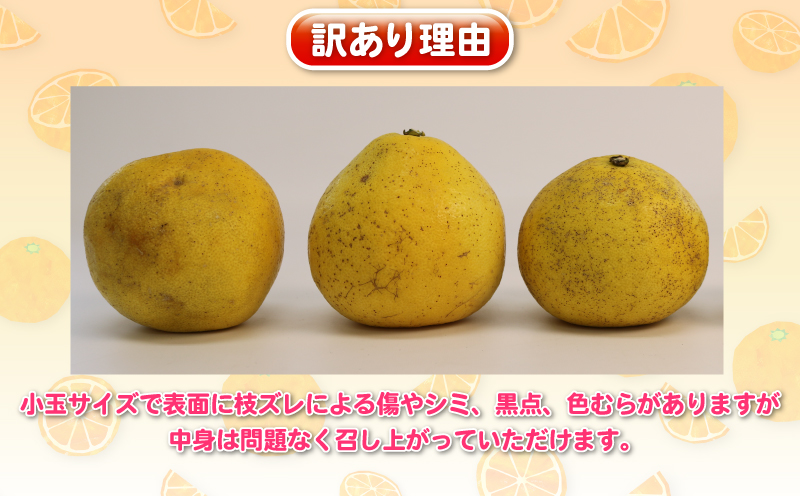 文旦 訳あり プチ 土佐文旦 10kg 杉本屋 先行予約 わけあり 訳あり品 ぶんたん 果物 くだもの フルーツ 柑橘 蜜柑 みかん mikan ミカン 訳アリ 訳ありみかん ビタミン デザート 愛媛みかん 愛媛ミカン 産地直送 数量限定 国産 愛媛 宇和島 B010-143026