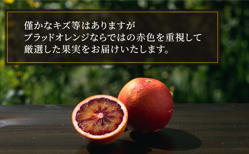 ブラッドオレンジ モロ Special selection 2.5kg コルレオファーム 果物フルーツ ブラッド オレンジ 柑橘 みかん 蜜柑 mikan 愛媛ミカン 愛媛蜜柑 愛媛みかん 農家直送 産地直送 数量限定 国産 愛媛 宇和島 B010-145004