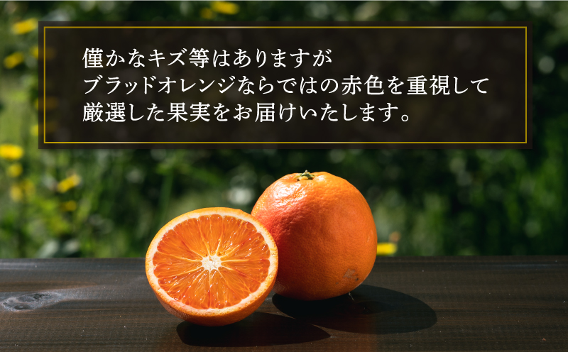 ブラッドオレンジ タロッコ Special selection 2.5kg コルレオファーム 先行予約 果物 フルーツ ブラッド オレンジ 柑橘 みかん mikan 愛媛ミカン 愛媛蜜柑 愛媛みかん 農家直送 産地直送 数量限定 国産 愛媛 宇和島 B010-145005
