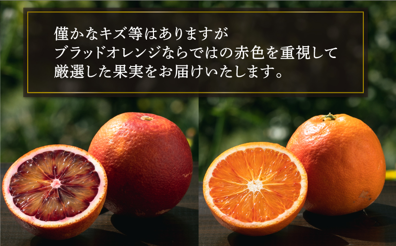 ブラッドオレンジ モロ タロッコ Special selection 2.5kg コルレオファーム 先行予約 果物 フルーツ ブラッド オレンジ 詰め合わせ 味比べ 柑橘 みかん mikan 愛媛みかん 農家直送 産地直送 数量限定 国産 愛媛 宇和島 B010-145006