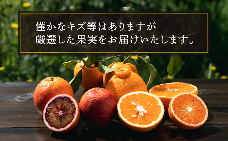 柑橘 詰合せ 2.5kg 先行予約 Special selection シトラスフルーツ コルレオファーム ブラッドオレンジ モロ タロッコ せとか 不知火 清見 ぽんかん はるか 5品種 果物 フルーツ みかん 農家直送 産地直送 数量限定 国産 愛媛 宇和島 B010-145007