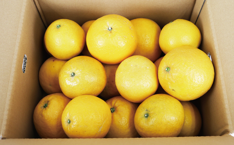 さわやかみかん 河内晩柑 家庭用 7kg 河野農園 先行予約 さわやか柑橘 晩柑 愛媛みかん 和製 グレープフルーツ 果物 くだもの フルーツ 柑橘 みかん 蜜柑 mikan ジューシー 爽やか くだもの 農家直送 産地直送 数量限定 国産 愛媛 宇和島 B010-147001