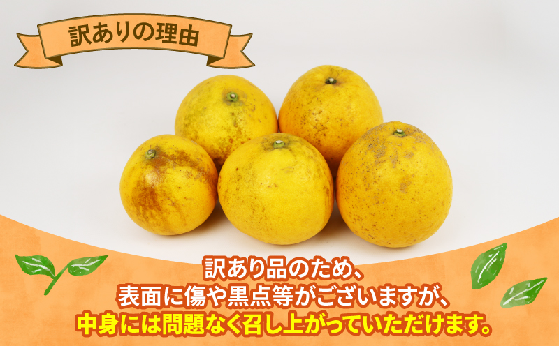 訳あり 河内晩柑 10kg 植村農園 晩柑 かわちばんかん 和製 グレープフルーツ 訳アリ 訳あり品 愛媛みかん 愛媛蜜柑 愛媛県産みかん 蜜柑 みかん mikan 爽やか さっぱり フレッシュ 果物 くだもの フルーツ 柑橘 数量限定 産地直送 国産 愛媛 宇和島 B010-153007