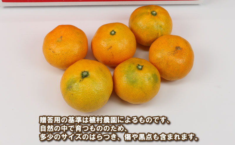 贈答用 早生みかん 宮川早生 5kg 植村農園 早生 わせ  贈答 ギフト プレゼント 果物 フルーツ 柑橘 みかん 蜜柑 産地直送 農家直送 数量限定 国産 愛媛 宇和島 B010-153008