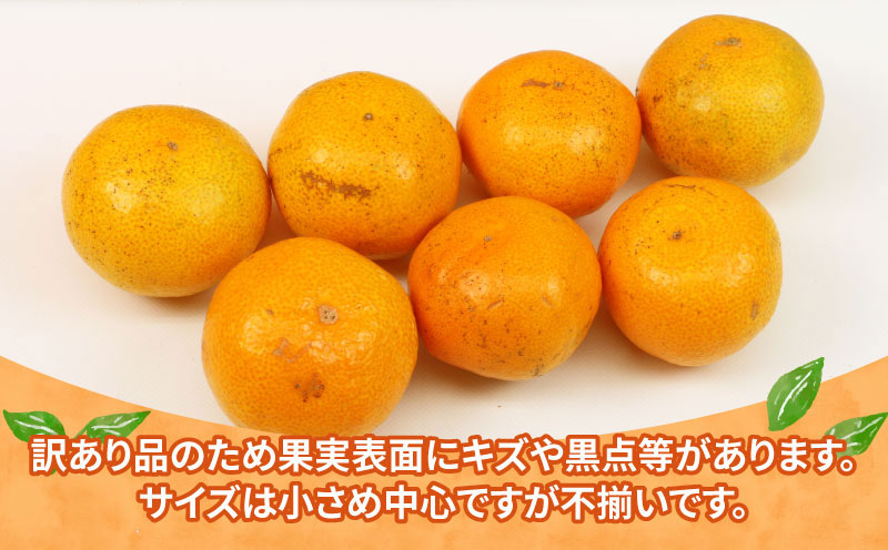 訳あり 小玉 みかん 9kg 2S ～ 3S サイズ 不揃い 植村農園 早生 南柑20号 早生温州 早生みかん 温州みかん わせ 果物 くだもの フルーツ 柑橘 蜜柑 みかん mikan 農家直送 産地直送 数量限定 国産 愛媛 宇和島 B010-153010