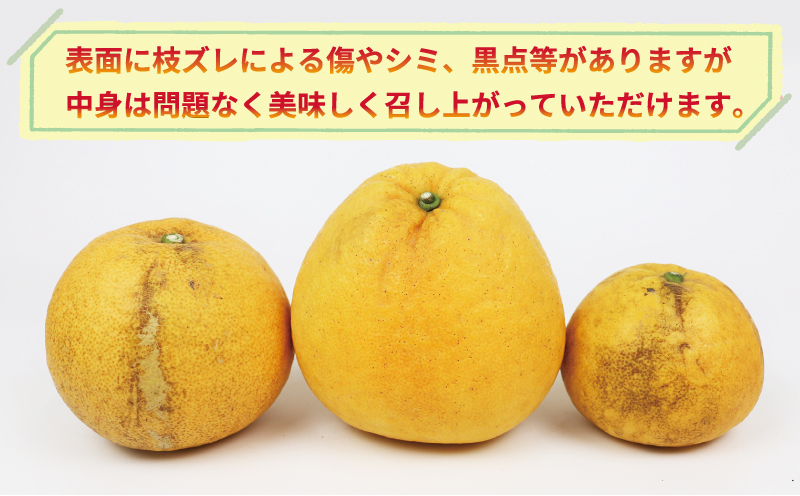 愛媛みかん 河内晩柑 訳あり 10kg  清五郎農園 サイズ 不揃い 果物 フルーツ 柑橘 みかん 晩柑 かわちばんかん 和製 グレープフルーツ 蜜柑 mikan ミカン 爽やか 愛媛ミカン 果物 くだもの 産地直送 農家直送 数量限定 国産 愛媛 宇和島 B010-156001