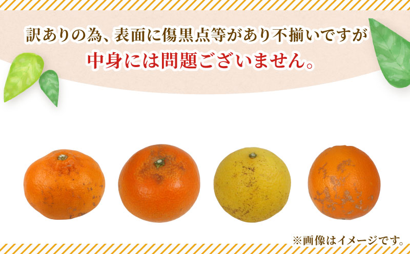 訳あり 季節 の みかん 詰合せ 10kg 矢野青果 フルーツ 詰め合わせ セット 柑橘 ミカン 蜜柑 mikan 果物 くだもの 愛媛みかん 愛媛蜜柑 濃厚みかん 産地直送 数量限定 国産 愛媛 宇和島 B010-171033