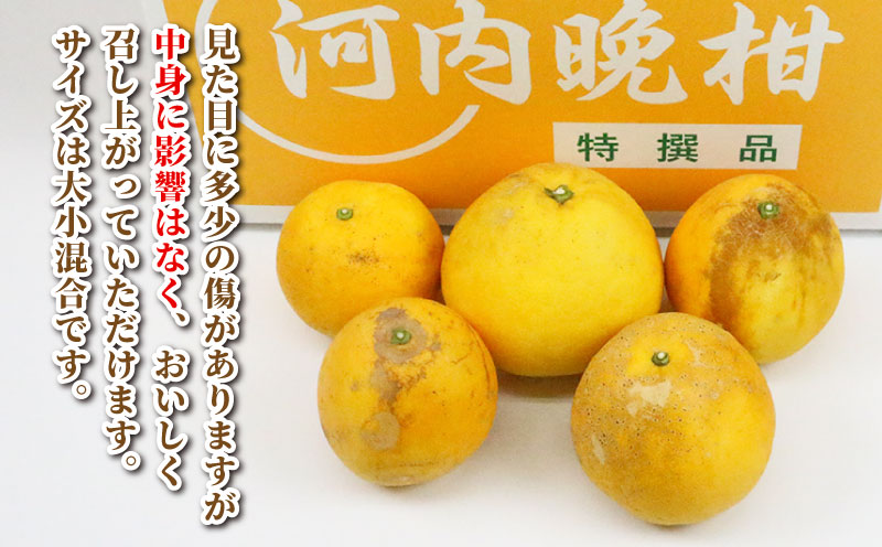 【訳あり】 河内晩柑 10kg まる玉農園 先行予約 愛媛みかん 蜜柑 果物 フルーツ mikan B010-172003