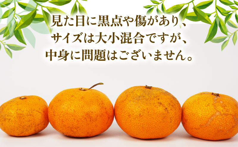 訳あり 早生温州 9kg まる玉農園 早生 みかん 温州みかん 早生みかん 温州 蜜柑 mikan 愛媛みかん 愛媛蜜柑 愛媛ミカン 果物 くだもの フルーツ おすすめ 人気のみかん 訳アリ 訳あり品 訳有り わけあり 柑橘 農家直送 産地直送 数量限定 先行予約 国産 愛媛 宇和島 B010-172004
