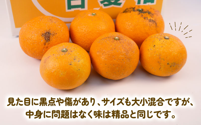 愛媛みかん 訳あり 甘夏 10kg まる玉農園 先行予約 わけあり 夏みかん 甘夏柑 あまなつ 愛媛ミカン 愛媛蜜柑 訳ありみかん 訳あり蜜柑 mikan 果物 くだもの フルーツ 柑橘 みかん 蜜柑 数量限定 産地直送 国産 愛媛 宇和島 B010-172005