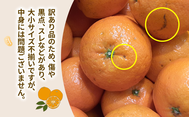 訳あり 伊予柑 約8kg 協徳ガーデン 先行予約 予約受付 訳アリ わけあり いよかん 蜜柑 mikan 愛媛みかん 愛媛蜜柑 愛媛ミカン 柑橘 果物 くだもの ミカン 宇和島みかん フルーツ 数量限定 産地直送 農家直送 数量限定 国産 愛媛 宇和島 B010-178006