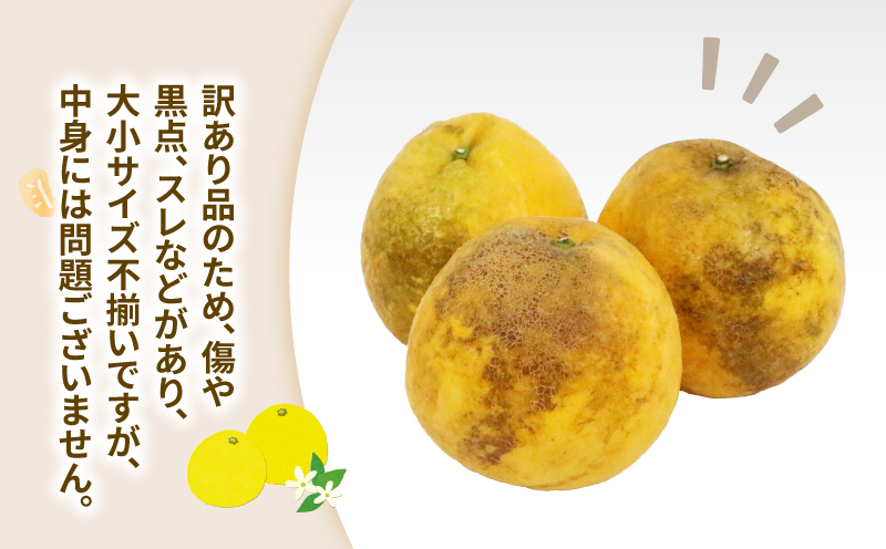 訳あり 河内晩柑 約10kg 協徳ガーデン 先行予約 訳アリ わけあり 晩柑 和製 グレープフルーツ 果物 フルーツ 柑橘 みかん 蜜柑 愛媛みかん 愛媛ミカン mikan 愛媛蜜柑 産地直送 農家直送 産地直送 数量限定 国産 愛媛 宇和島 B010-178007