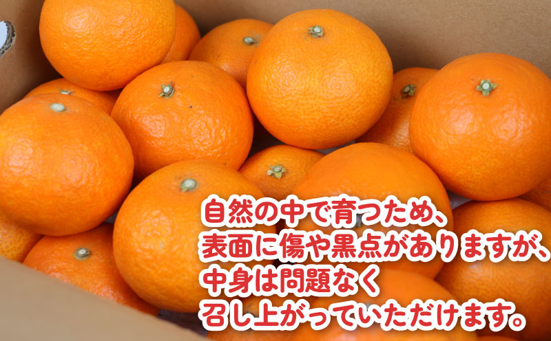 愛果28号 約3kg こうの果樹園 みかん 愛媛ミカン 愛媛蜜柑 mikan 柑橘 果物 くだもの フルーツ 高級 ブランド 限定 品種 濃厚 甘い 甘味 蜜柑 ゼリー プルプル 産地直送 農家直送 数量限定 国産 愛媛 宇和島 B010-182004