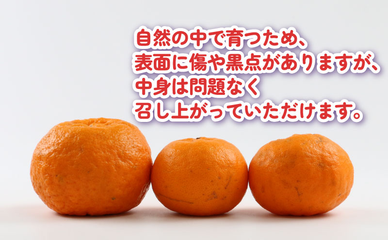 ポンカン 5kg こうの果樹園 愛媛みかん 愛媛蜜柑 愛媛ミカン 蜜柑 みかん mikan 先行予約 果物 くだもの フルーツ 柑橘 濃厚 甘い 甘味 産地直送 農家直送 数量限定 国産 愛媛 宇和島 B010-182005