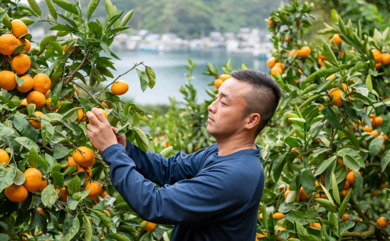 不知火 3kg こうの果樹園 しらぬい 柑橘 取り寄せ 春のみかん ミカン みかん mikan 蜜柑 フルーツ 果物 くだもの お取り寄せ 産地直送 数量限定 国産 愛媛 宇和島 B010-182006
