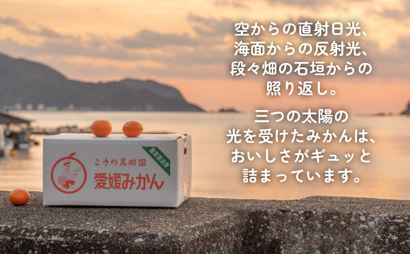 愛媛みかん 清見タンゴール 3kg こうの果樹園 タンゴール オレンジ きよみ 清見オレンジ 清見みかん 清見蜜柑 清見 愛媛ミカン 愛媛蜜柑 蜜柑 みかん mikan 果物 くだもの フルーツ 柑橘 数量限定 国産 愛媛 宇和島 B010-182007