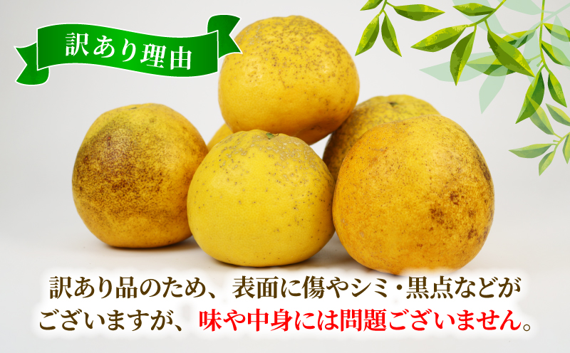 訳あり 河内晩柑 約 8kg 木田柑橘農園 晩柑 かわちばんかん 和製 グレープフルーツ 訳アリ 訳あり品 愛媛みかん 愛媛蜜柑 愛媛県産みかん 蜜柑 みかん mikan 爽やか さっぱり フレッシュ 果物 くだもの フルーツ 柑橘 数量限定 産地直送 国産 愛媛 宇和島 B010-185007