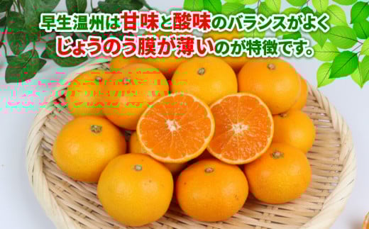 愛媛 みかん 早生 温州 10kg ワールドファーマーズ B012-024001