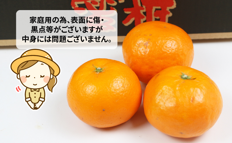 みかん はれひめ 4kg ワールドファーマーズ 瀬戸の晴れ姫 晴姫 harehime 蜜柑 mikan 吉田みかん 愛媛みかん 愛媛ミカン 愛媛蜜柑 愛媛県産みかん 果物 くだもの 柑橘 フルーツ 希少 品種 数量限定 産地直送 農家直送 国産 愛媛 宇和島 B012-024005
