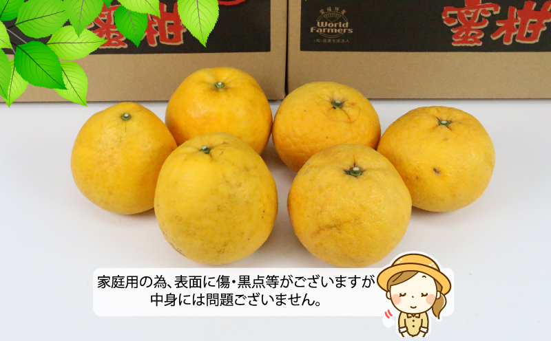 河内晩柑 4kg 甘夏 4kg 詰め合わせ セット ワールドファーマーズ 雑柑 晩柑 かわちばんかん 和製 グレープフルーツ あまなつ 食べ比べ 果物 くだもの フルーツ 柑橘 みかん 蜜柑 mikan 数量限定 産地直送 農家直送 国産 愛媛 宇和島 B012-024009