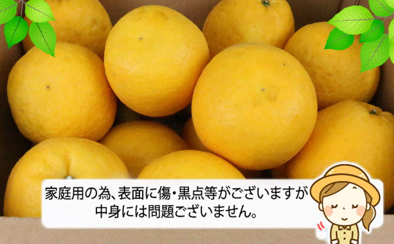 愛媛みかん 河内晩柑 7.5kg ワールドファーマーズ 先行予約 晩柑 かわちばんかん 和製 グレープフルーツ 愛媛ミカン 愛媛蜜柑 愛媛県産みかん 蜜柑 みかん mikan 爽やかみかん 宇和島みかん 果物 くだもの フルーツ 柑橘 数量限定 産地直送 国産 愛媛 宇和島 B012-024010