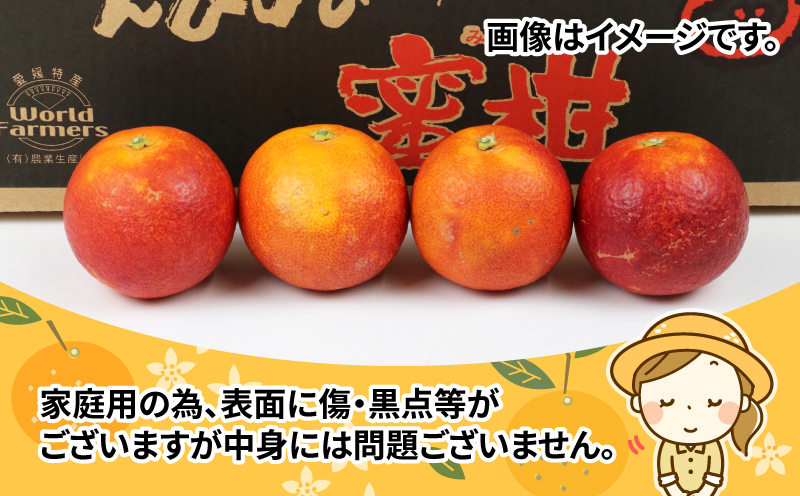ブラッドオレンジ タロッコ 家庭用 4kg 愛媛みかん ワールドファーマーズ 人気みかん 先行予約 ブラッド オレンジ ブラッドオレンジタロッコ 愛媛ミカン 愛媛蜜柑 蜜柑 みかん mikan 果物 くだもの フルーツ 柑橘 数量限定 産地直送 国産 愛媛 宇和島 B012-024012
