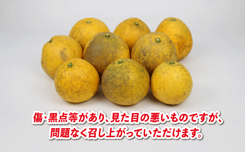 河内晩柑 9kg 愛媛みかん 兵頭農園 先行予約 家庭用 晩柑 かわちばんかん 和製 グレープフルーツ 愛媛蜜柑 果物 くだもの フルーツ 柑橘 みかん 蜜柑 mikan 産地直送 農家直送 数量限定 国産 愛媛 宇和島 B012-055009