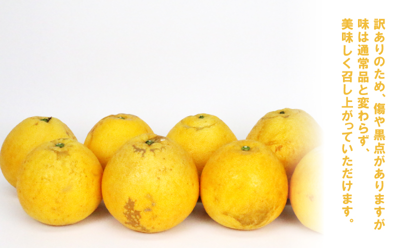 訳あり 河内晩柑 8.5kg 23～26玉 サイズ ミックス 不揃い 玉津みかん ニュービジネスユニット 晩柑 和製 グレープフルーツ 果物 フルーツ 柑橘 みかん 蜜柑 愛媛みかん 産地直送 農家直送 産地直送 数量限定 国産 愛媛 宇和島 B012-058010