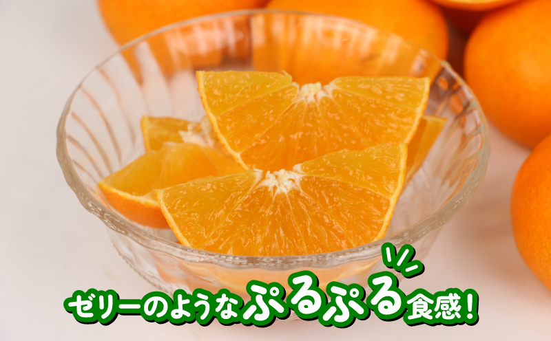 愛果28号 2kg 家庭用 ハウス栽培 ハマみかん 果物 くだもの フルーツ 柑橘 みかん 高級 ブランド ゼリー プルプル 甘い 限定 品種 蜜柑 mikan 愛媛蜜柑 愛媛みかん 農家直送 産地直送 数量限定 国産 愛媛 宇和島 B012-075001