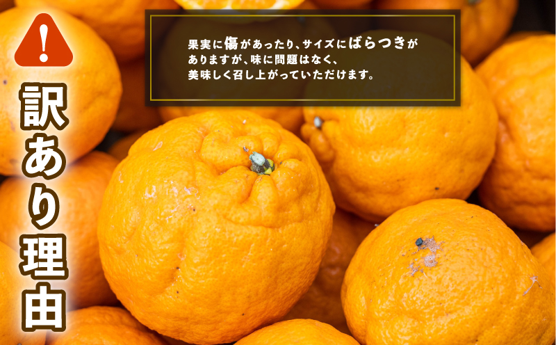 訳あり ポンカン 9kg コルレオファーム わけあり訳あり品 訳有り 訳アリ 愛媛みかん 愛媛ミカン みかん フルーツ 柑橘 蜜柑 mikan 果物 くだもの 甘い コク 人気のみかん 美味しい 産地直送 数量限定 先行予約 国産 愛媛 愛媛県 宇和島 B012-145010