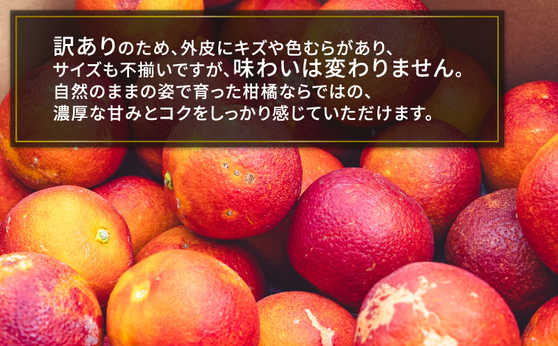 訳あり ブラッド オレンジ モロ 5kg コルレオファーム わけあり 訳あり品 訳有り 訳アリ 愛媛みかん 愛媛ミカン みかん フルーツ 柑橘 蜜柑 果物 くだもの 甘い コク 人気のみかん 美味しい 産地直送 数量限定 国産 愛媛 愛媛県 宇和島 B012-145024