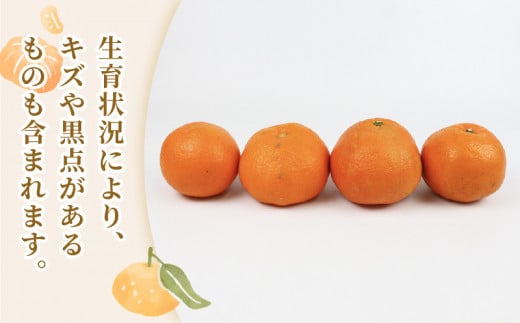 準 贈答用 伊予柑 みかん 5kg 矢野青果 いよかん 果物 くだもの フルーツ 濃厚 甘い 甘味 蜜柑 準贈答用 贈答品 贈答 ギフト プレゼント 産地直送 農家直送 数量限定 国産 愛媛 宇和島 B012-171011