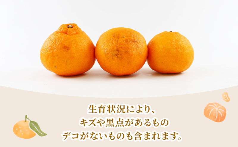 準 贈答用 不知火 5kg 矢野青果 先行予約 しらぬい 高級 希少 限定 品種 ブランド 高級柑橘 甘い 果物 くだもの フルーツ 柑橘 みかん 蜜柑 愛媛蜜柑 愛媛みかん mikan 贈答 ギフト プレゼント 産地直送 数量限定 国産 愛媛 愛媛県 宇和島 B012-171018