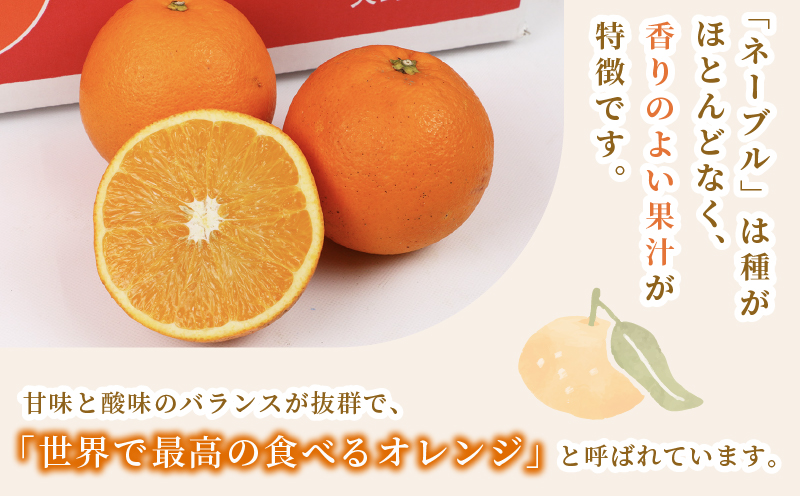 ネーブルオレンジ 5kg 準 贈答用 矢野青果 ネーブル オレンジ オレンジ みかん 柑橘 果物 くだもの フルーツ 濃厚 甘い 甘味 蜜柑 愛媛蜜柑 愛媛みかん mikan 贈答品 贈答 ギフト プレゼント 産地直送 農家直送 数量限定 国産 愛媛 宇和島 B012-171019