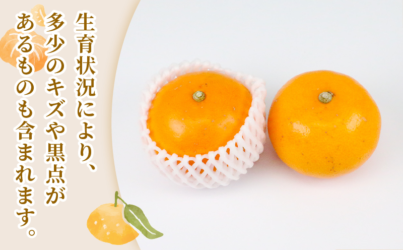 せとか 2 ~ 3kg 贈答用 矢野青果 柑橘の 大トロ 高級 希少 限定 品種 ブランド 高級柑橘 甘い 果物 くだもの フルーツ 柑橘 みかん 蜜柑 愛媛蜜柑 愛媛みかん mikan 贈答 ギフト プレゼント 産地直送 数量限定 国産 愛媛 愛媛県 宇和島 B012-171022