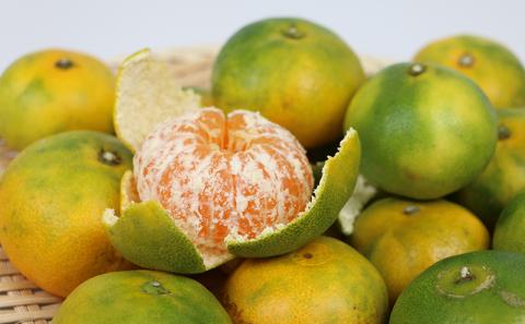 訳あり 極早生 みかん 日南1号 10kg 先行予約 S~L サイズ ミックス 不揃い 玉津みかん ニュービジネスユニット 温州みかん 温州 果物 フルーツ 柑橘 農家直送 産地直送 数量限定 国産 愛媛 宇和島 B015-058008