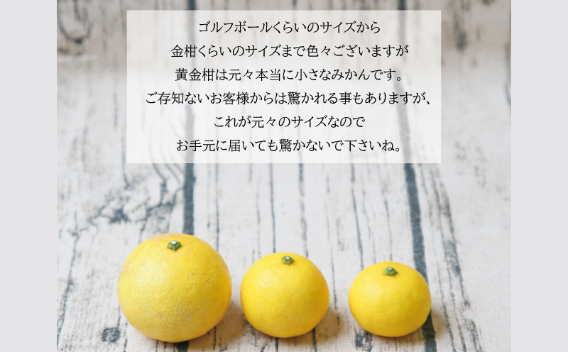 高級柑橘 黄金柑 3kg 先行予約 フレッシュつちやま 幻のみかん 希少 おうごんかん 贈答品 贈答用 ギフト プレゼント 高級 果物 フルーツ 柑橘 みかん 蜜柑 愛媛ミカン 愛媛蜜柑 愛媛みかん 農家直送 産地直送 数量限定 国産 愛媛 宇和島 B015-096006
