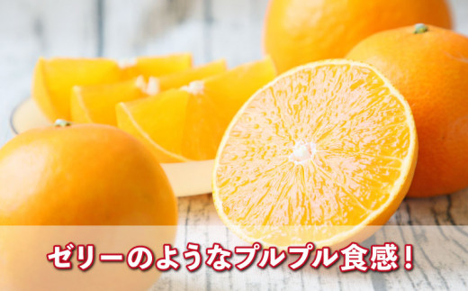 特選 贈答用 愛果28号 1.8kg フレッシュつちやま 贈答品 ギフト プレゼント 高級 果物 フルーツ 柑橘 みかん 産地直送 数量限定 国産 愛媛 宇和島 B015-096012