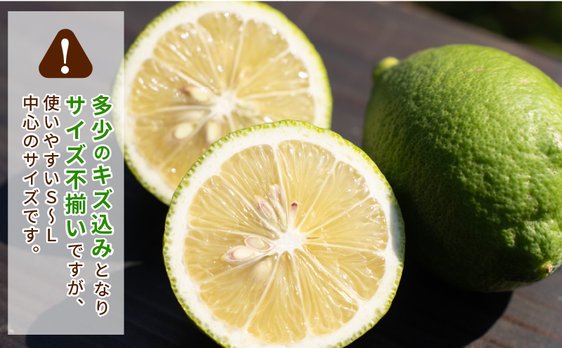 レモン 5kg コルレオファーム 国産 防腐剤 ・ ワックス 不使用 国産レモン 先行予約 青レモン れもん remon 檸檬 レモン果汁 酸味 果物 くだもの ビタミン サワー ジュース チューハイ 健康 フルーツ 柑橘 農家直送 産地直送 数量限定 愛媛 宇和島 B016-145014