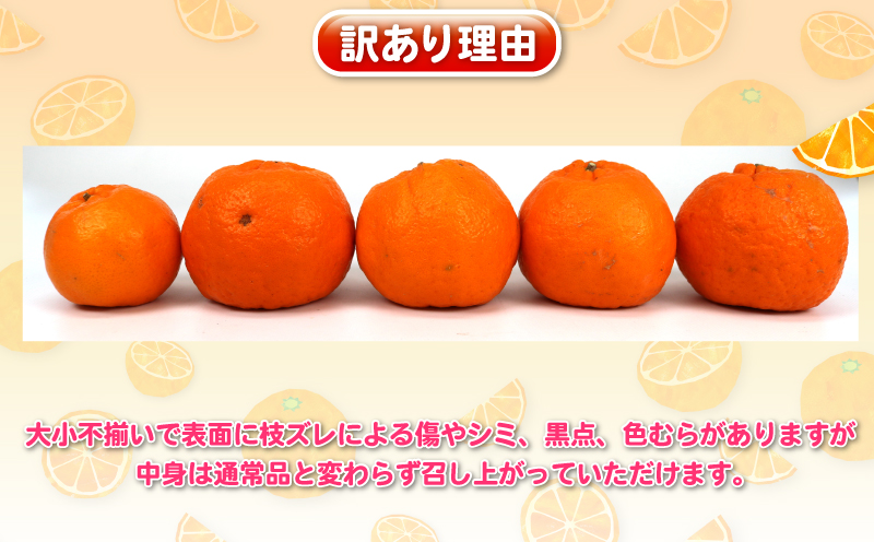 ポンカン 10kg 訳あり ぽんかん 杉本屋  訳あり品 mikan みかん デザート 甘い 果物 くだもの フルーツ 柑橘 みかん 蜜柑 ビタミン お取り寄せ 愛媛みかん 愛媛蜜柑 愛媛県産 産地直送 数量限定 国産 愛媛 宇和島 B017-143021