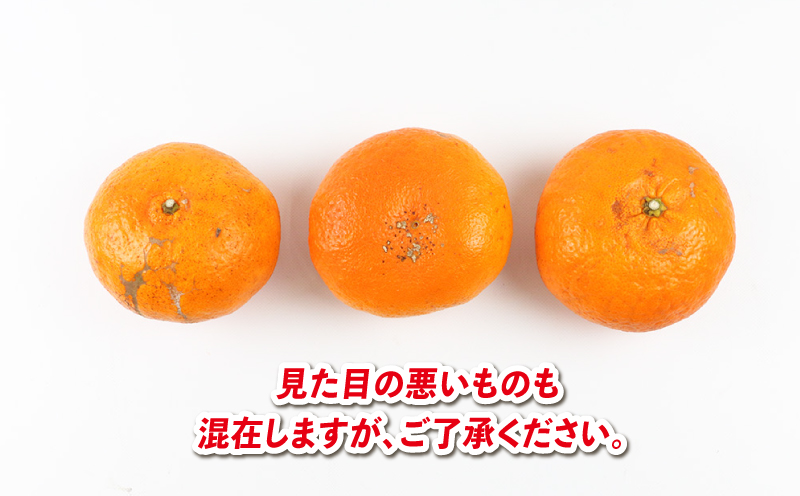 甘平 5kg 家庭用 サイズ不揃い 兵頭農園 高級 希少 限定 品種 ブランド 高級柑橘 甘い シャキシャキ かんぺい 希少 果物 くだもの フルーツ 柑橘 みかん 蜜柑 愛媛蜜柑 愛媛みかん mikan 農家直送 産地直送 数量限定 国産 愛媛 愛媛県 宇和島 B018-055010