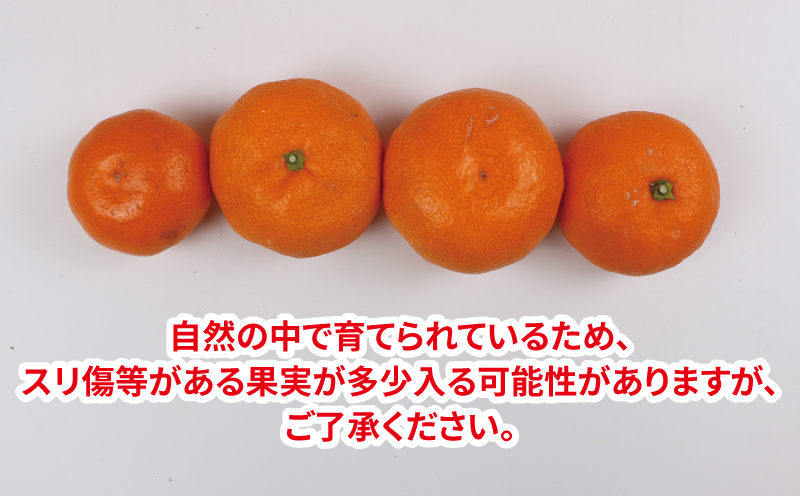 みかん 10kg 贈答用 優品 愛媛 南柑20号 S～L サイズ ミックス 玉津みかん ニュービジネスユニット 先行予約 温州 温州みかん 果物 くだもの フルーツ 柑橘 蜜柑 mikan 温州 愛媛ミカン 愛媛蜜柑 愛媛みかん 国産 産地直送 数量限定 宇和島 B018-058005