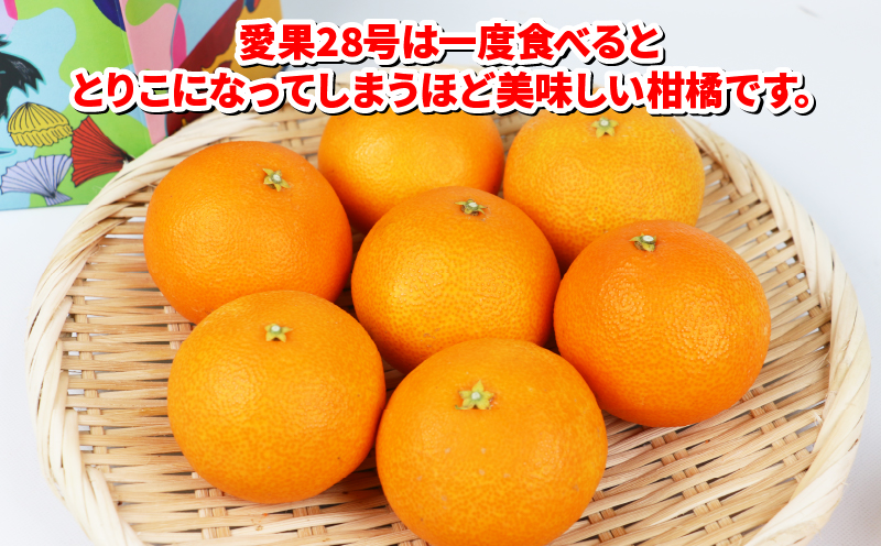 愛果28号 贈答用 2kg ハウス栽培 ハマみかん 果物 くだもの フルーツ 柑橘 みかん 高級 ブランド ゼリー プルプル 甘い 限定 品種 蜜柑 mikan 愛媛蜜柑 愛媛みかん 農家直送 産地直送 数量限定 国産 愛媛 宇和島 B018-075005