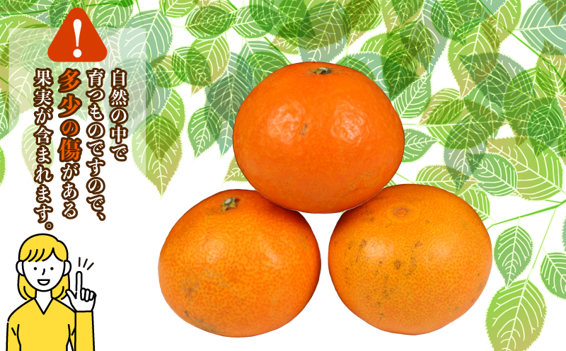 愛果28号 2kg コルレオファーム 愛媛みかん 先行予約 あいか 高級柑橘 愛媛ミカン 愛媛蜜柑 みかん フルーツ 柑橘 蜜柑 mikan 濃厚 プルプル 美味しい 果物 くだもの 美味しいみかん 濃厚みかん 産直 産地直送 数量限定 国産 愛媛 愛媛県 宇和島 B018-145021