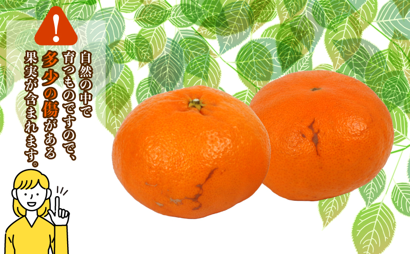 甘平 2kg コルレオファーム 愛媛みかん 甘い 平たい 高級 高級柑橘 希少 限定 品種 シャキシャキ 果物 くだもの 先行予約 mikan フルーツ 柑橘 かんきつ みかん ミカン 蜜柑 かんぺい お取り寄せ 産直 産地直送 数量限定 国産 愛媛 愛媛県 宇和島 B018-145022