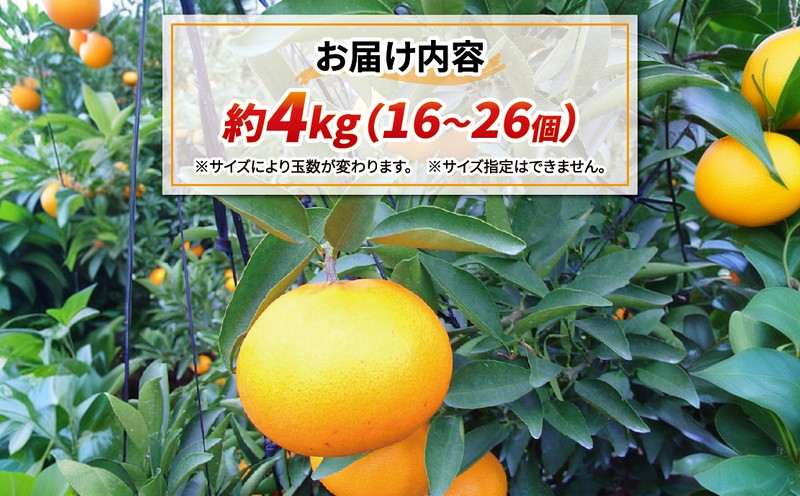 ハウス 蜜柑 せとか 4kg 16~26個 家庭用 南予ファーム ハウス栽培 サイズ 不揃い ハウスみかん ハウス 愛媛みかん 愛媛蜜柑 愛媛ミカン mikan 果物 くだもの フルーツ 高級 ブランド 希少 品種 柑橘 みかん 蜜柑 数量限定 国産 愛媛 宇和島 B020-082004