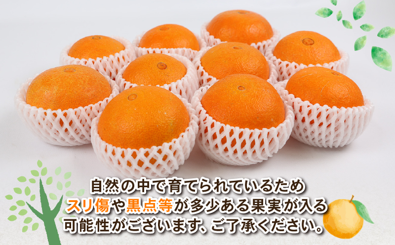 愛果28号 約4kg L~3L サイズ Shirai.agrifarm 先行予約 みかん 愛媛ミカン 愛媛蜜柑 mikan 柑橘 果物 くだもの フルーツ 高級 ブランド 限定 品種 濃厚 甘い 甘味 蜜柑 ゼリー プルプル 産地直送 農家直送 数量限定 国産 愛媛 宇和島 B020-115004