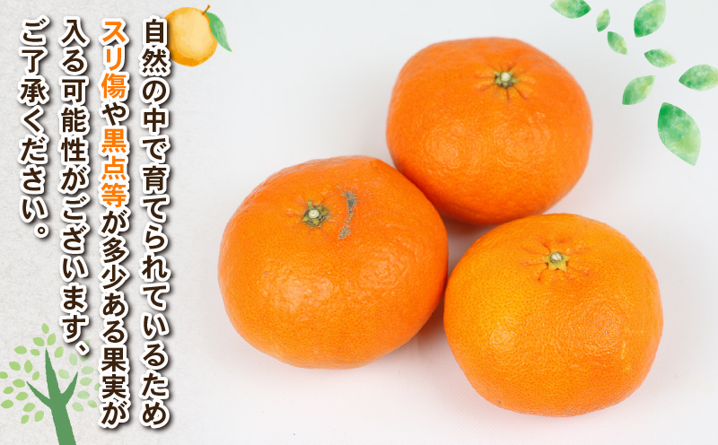 甘平 約4kg 2L~4L サイズ Shirai.agrifarm 先行予約 みかん 高級柑橘 愛媛県限定 品種 愛媛ミカン 愛媛蜜柑 mikan 柑橘 果物 くだもの フルーツ 高級 ブランド かんぺい 甘い 平たい 蜜柑 産地直送 農家直送 数量限定 国産 愛媛 宇和島 B020-115005