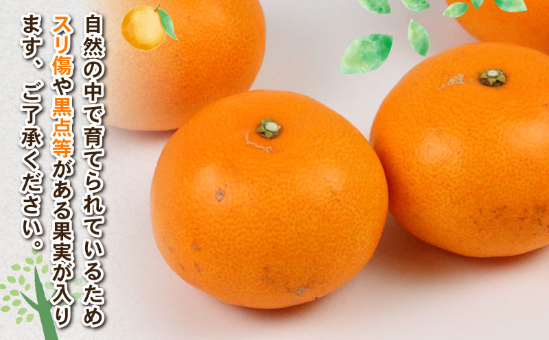 せとか 約4kg L~3L サイズ Shirai.agrifarm 先行予約 みかん 高級柑橘 柑橘の 大トロ 愛媛ミカン 愛媛蜜柑 mikan 柑橘 果物 くだもの フルーツ 高級 ブランド 濃厚 甘い 甘味 蜜柑 産地直送 農家直送 数量限定 国産 愛媛 宇和島 B020-115006